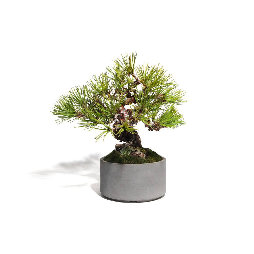 赤松 -Japanese red pine- （推定樹齢40年）-M0010-｜TRADMAN'S BONSAI